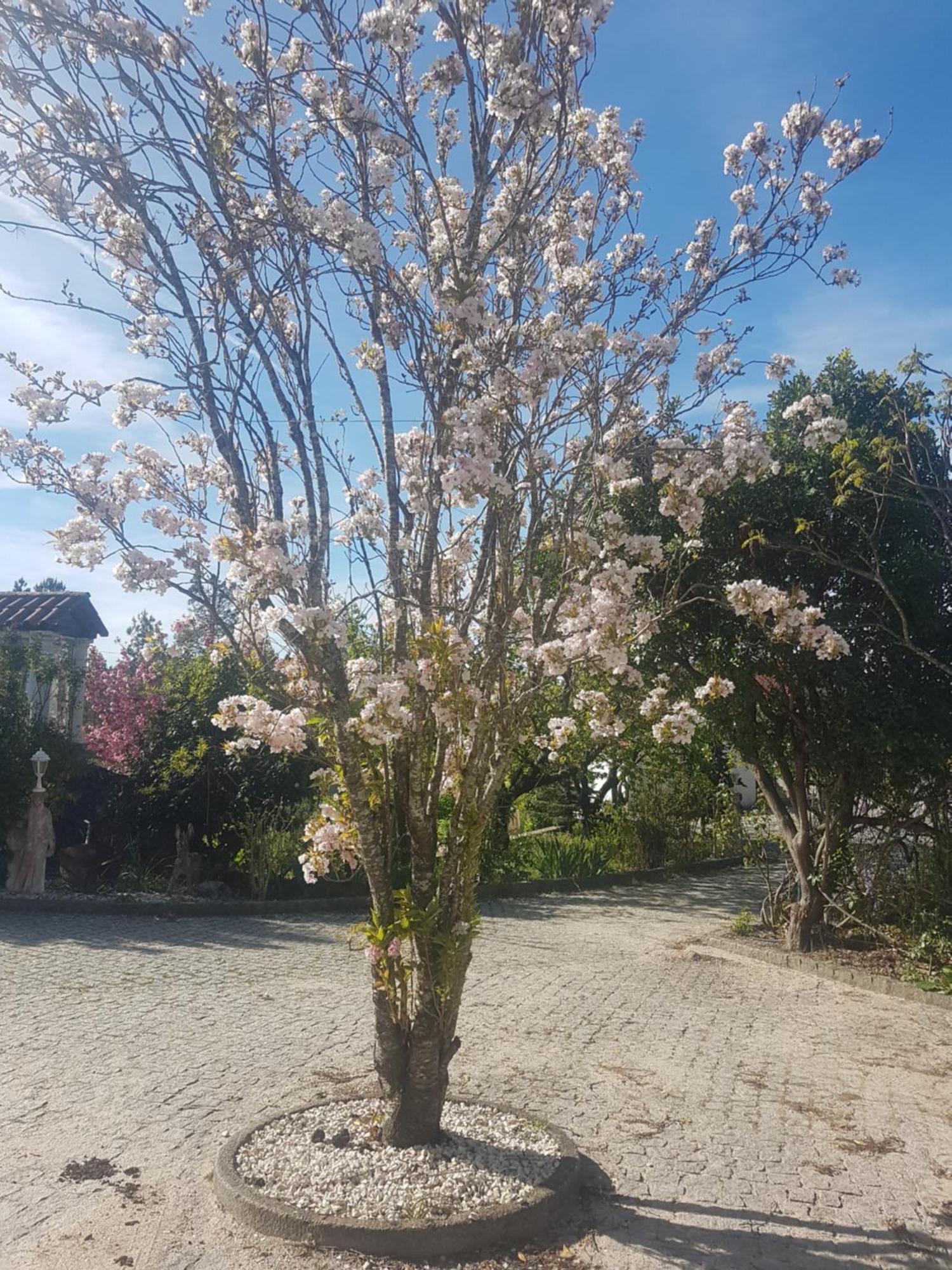 Cantinho Das Barrocas Penalva do Castelo Eksteriør billede